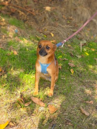 Bambi sucht ein Zuhause