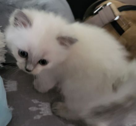 SIAM- Türkisch Angora Mix Kitten
