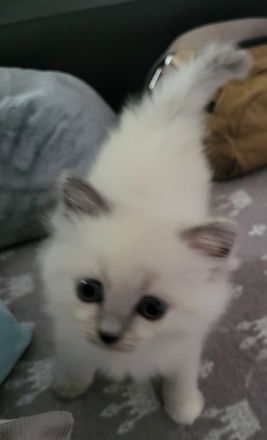 SIAM- Türkisch Angora Mix Kitten