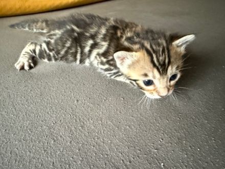 Bengal kitten Snow Lynx oder Silber oder Braun mit Stammbaum