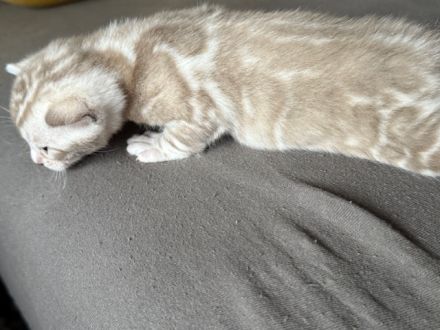 Bengal kitten Snow Lynx oder Silber oder Braun mit Stammbaum