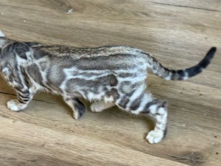 Bengal kitten Snow Lynx oder Silber oder Braun mit Stammbaum