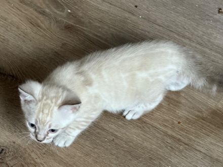 Bengal kitten Snow Lynx oder Silber oder Braun mit Stammbaum