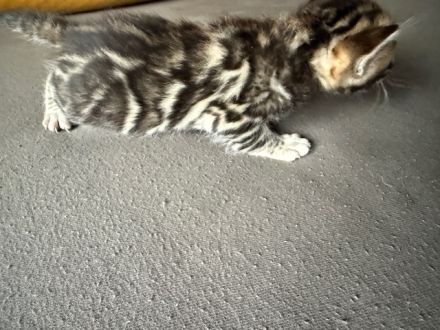 Bengal kitten Snow Lynx oder Silber oder Braun mit Stammbaum