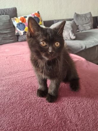 Britisch Kurzhaar Kitten