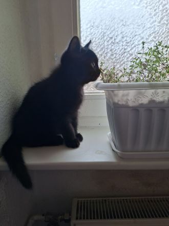 Britisch Kurzhaar Kitten