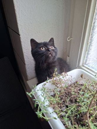 Britisch Kurzhaar Kitten