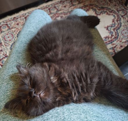 Britisch Kurzhaar Kitten