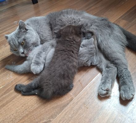 Britisch Kurzhaar Kitten