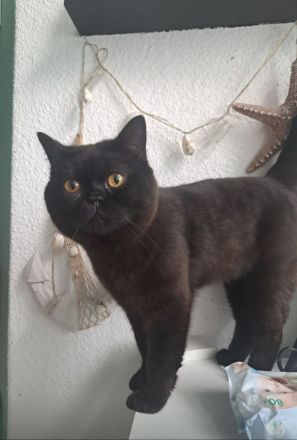 Britisch Kurzhaar Kitten