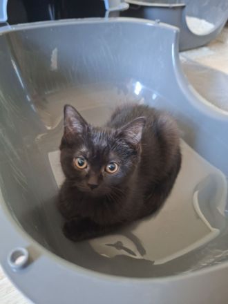 Britisch Kurzhaar Kitten