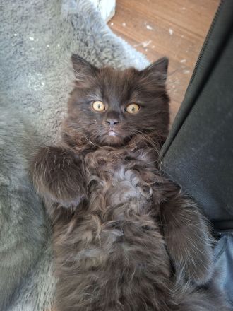 Britisch Kurzhaar Kitten