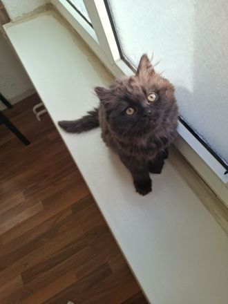 Britisch Kurzhaar Kitten