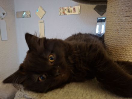 Britisch Kurzhaar Kitten