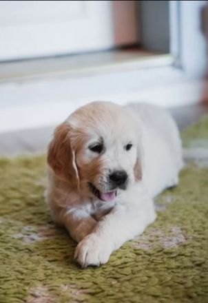 Sehr schöne weiße Golden Retriever Welpen im Juni 2025 geboren m Papiere