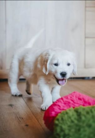 Sehr schöne weiße Golden Retriever Welpen im Juni 2025 geboren m Papiere