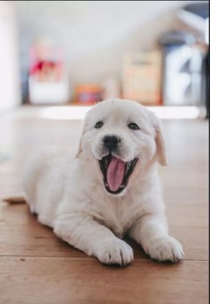 Sehr schöne weiße Golden Retriever Welpen im Juni 2025 geboren m Papiere