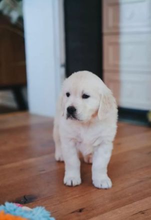 Sehr schöne weiße Golden Retriever Welpen im Juni 2025 geboren m Papiere
