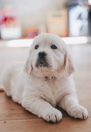 Sehr schöne weiße Golden Retriever Welpen im Juni 2025 geboren m Papiere