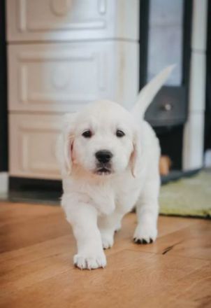 Sehr schöne weiße Golden Retriever Welpen im Juni 2025 geboren m Papiere