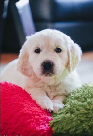 Sehr schöne weiße Golden Retriever Welpen im Juni 2025 geboren m Papiere