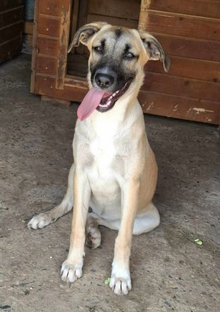 Jacky sucht ihr Für-immer-Zuhause