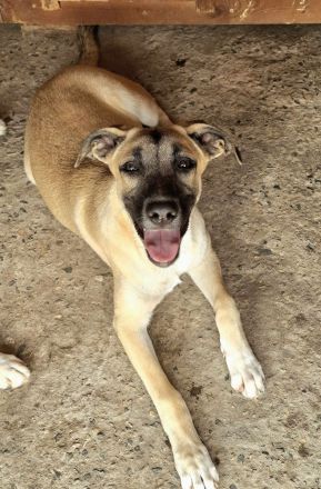 Jacky sucht ihr Für-immer-Zuhause