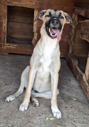 Jacky sucht ihr Für-immer-Zuhause