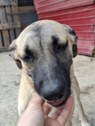 Jacky sucht ihr Für-immer-Zuhause