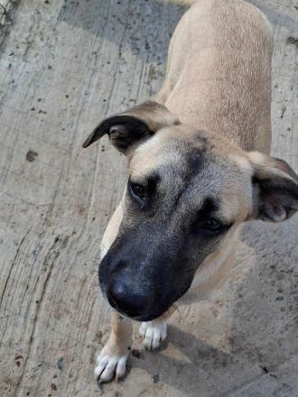 Jacky sucht ihr Für-immer-Zuhause