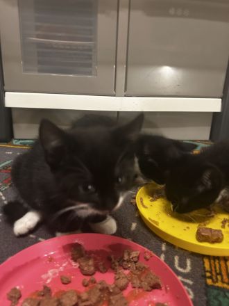 Kitten suchen ein neues Zuhause