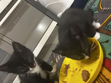 Kitten suchen ein neues Zuhause