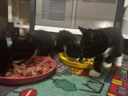 Kitten suchen ein neues Zuhause