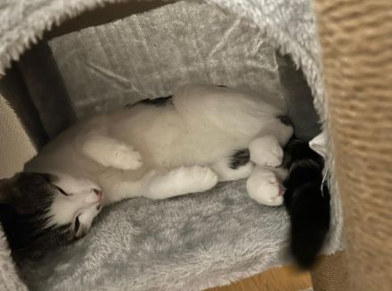 Liebe Katze Lucy sucht ein neues Zuhause.