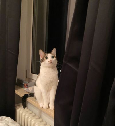 Liebe Katze Lucy sucht ein neues Zuhause.