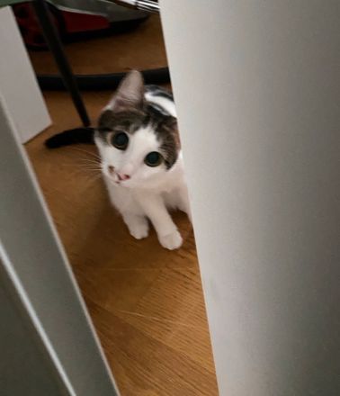 Liebe Katze Lucy sucht ein neues Zuhause.