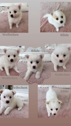 Wunderschöne Spitzwelpen abzugeben