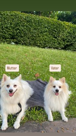 Wunderschöne Spitzwelpen abzugeben