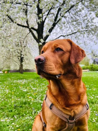 Reinrassige Labrador-Welpen in Red Fox