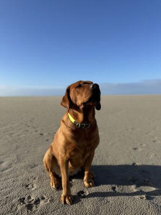 Reinrassige Labrador-Welpen in Red Fox