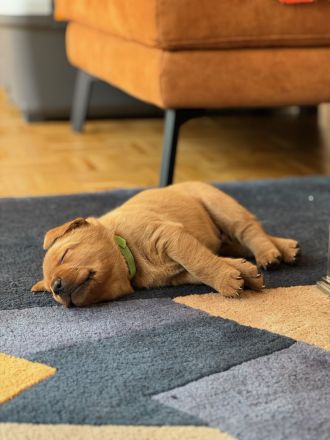 Reinrassige Labrador-Welpen in Red Fox