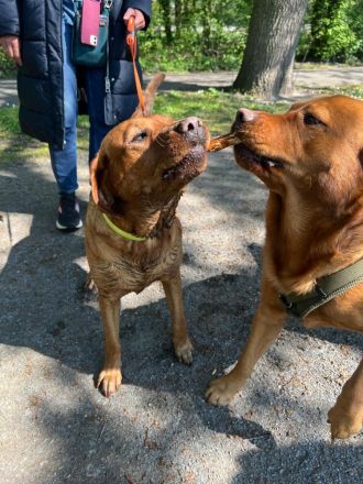 Reinrassige Labrador-Welpen in Red Fox