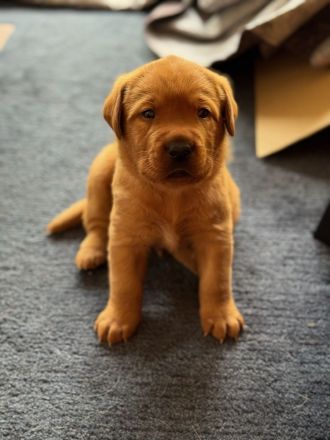 Reinrassige Labrador-Welpen in Red Fox