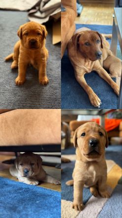 Reinrassige Labrador-Welpen in Red Fox