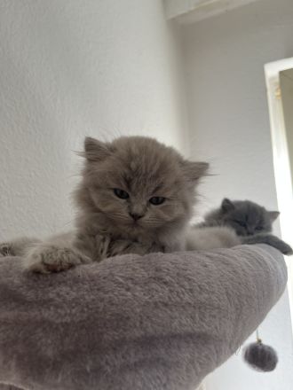 3 britische Kitten,  2 Kater und 1 Katze