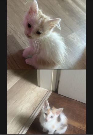 Babykatzen Abzugeben
