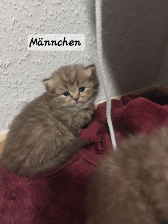 4 britisch Langhaar