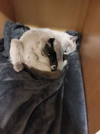 6 britisch kurzhaar suchen ein Zuhause