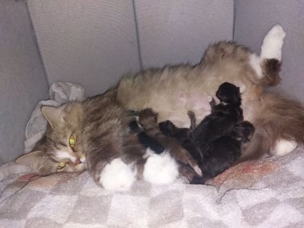 4 britisch Langhaar suchen ein Zuhause