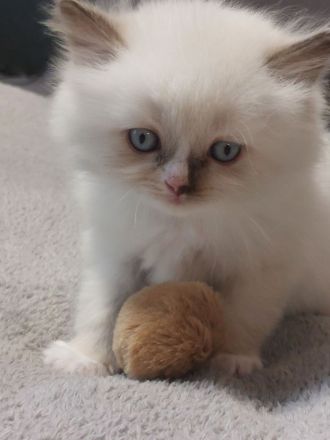 4 britisch Langhaar suchen ein Zuhause